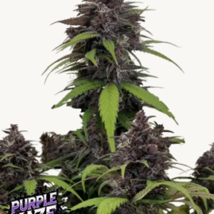 fastbuds purple