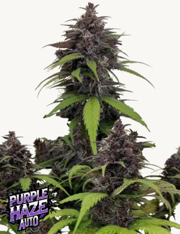 fastbuds purple