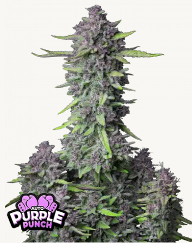 purple punch