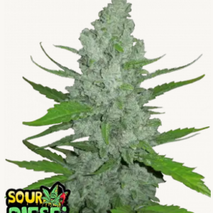 sour diesel