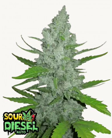 sour diesel
