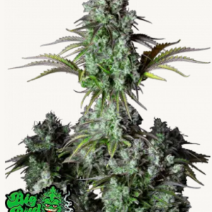 fastbuds big bud
