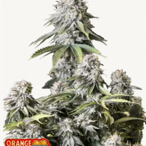 Orange Sherbet FF 3er