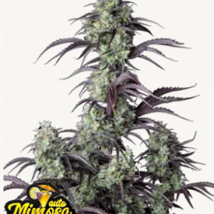 Mimosa Cake Auto 3er