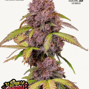 Lemon Cherry Cookies Auto 3er