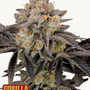 Gorilla Cookies FF 3er