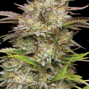 California Haze 3er Humboldt Seed