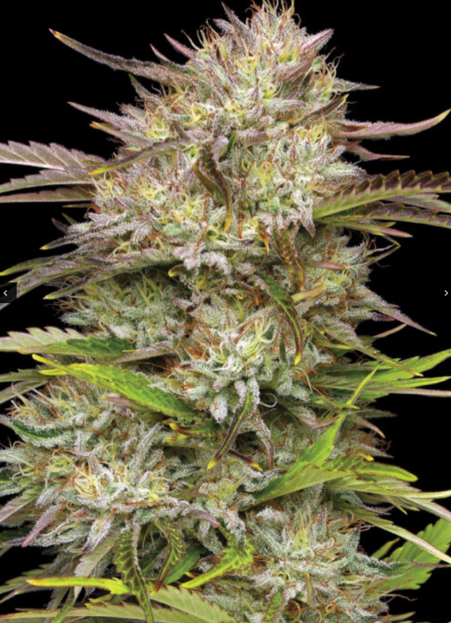 California Haze 3er Humboldt Seed