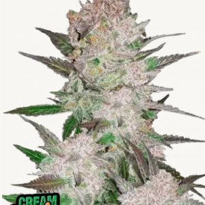 Cream Cookies 3er