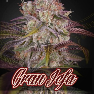Gran Jefa Green House Seed 3 Seeds