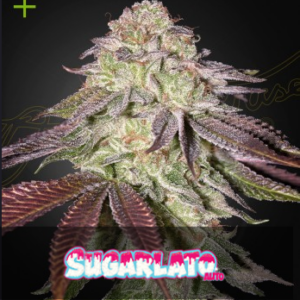 Sugarlato Auto 3 Seeds Green House Seeds