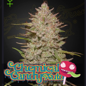 Chemical Candy Auto 10 Seeds – Green House Seed Co.