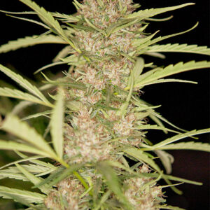 Shaman ® Dutch Passion
