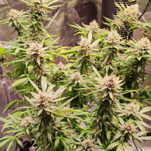 Skunk #11 ® Dutch Passion