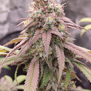 Skywalker Haze ® Dutch Passion