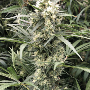 Snow Bud ® Dutch Passion