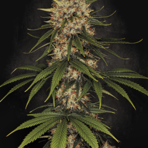Space Cookies 3 Seeds Paradise Seeds