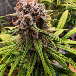 Strawberry Cough Dutch Passion