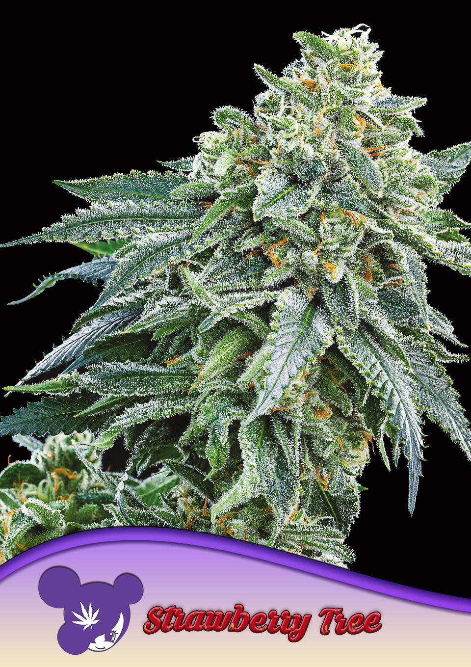 Strawberry Tree 5er Anesia Seeds