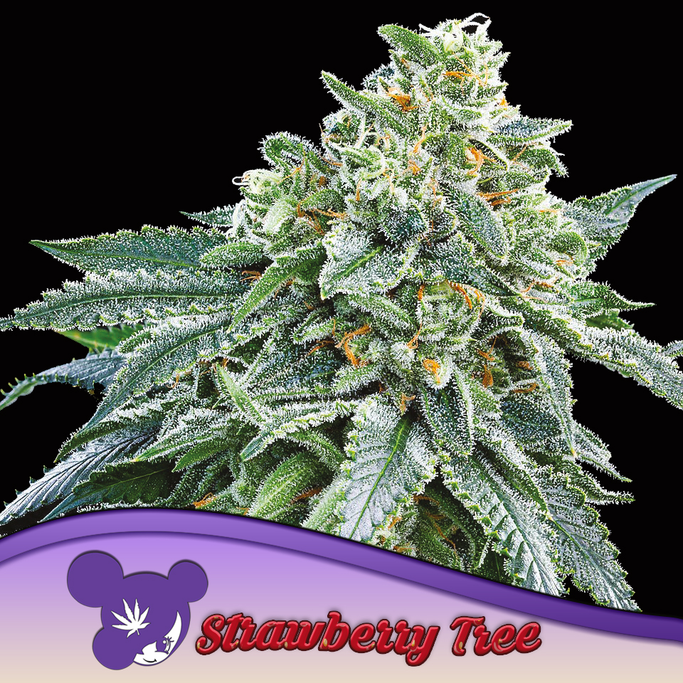 Strawberry Tree 5er Anesia Seeds – Bild 2