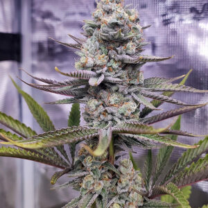 Sugar Bomb Punch ® Dutch Passion