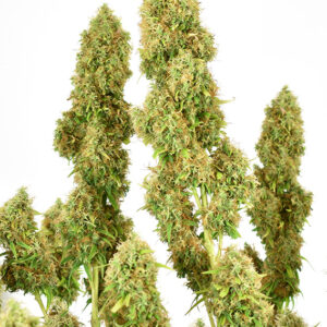 THC-Victory ® Dutch Passion