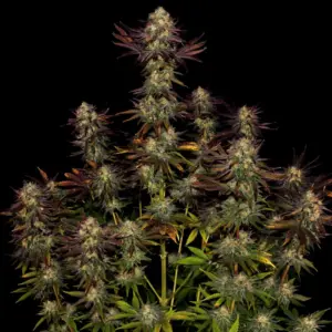 Tangerine Sorbet 3 Seeds Paradise Seeds