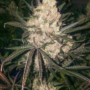 The Ultimate ® Dutch Passion