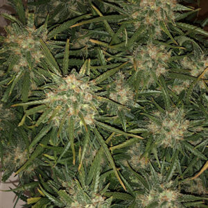 Think Big Dutch Passion