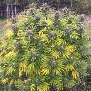 Think Fast ® Dutch Passion