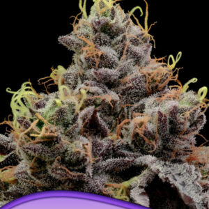 Think Tank 10er Anesia Seeds