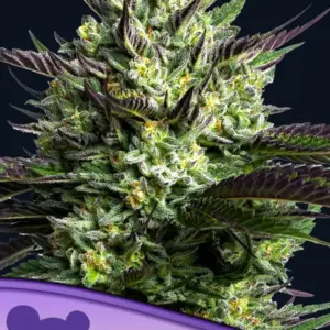 WHAM BOOM 5er Anesia Seeds