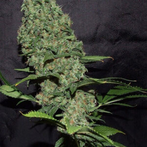 White Widow X The Ultimate Dutch Passion