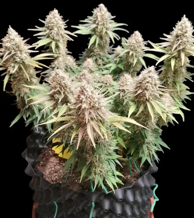 Amnesia – Ganja Farmer 3 Seeds