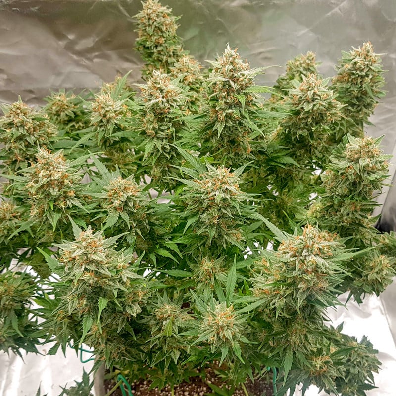 Auto Banana Blaze von Dutch Passion