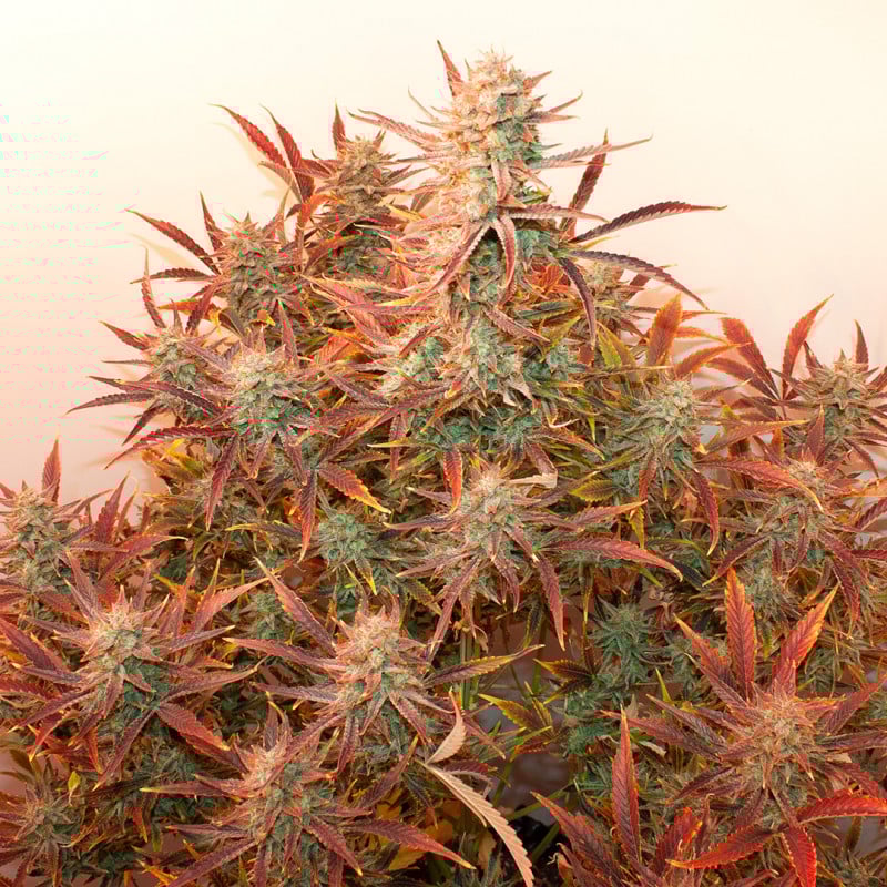 Auto Banana Blaze von Dutch Passion