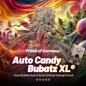 Auto Candy Bubatz XL von Dutch Passion