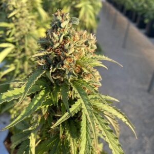 Auto CBD-Victory von Dutch Passion