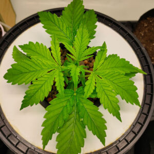 Auto CBG-Force von Dutch Passion