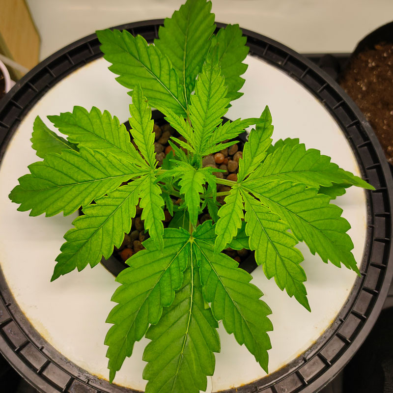 Auto CBG-Force von Dutch Passion