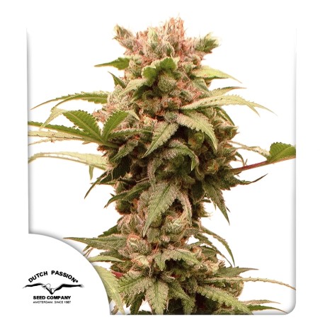 Auto CBG-Force von Dutch Passion