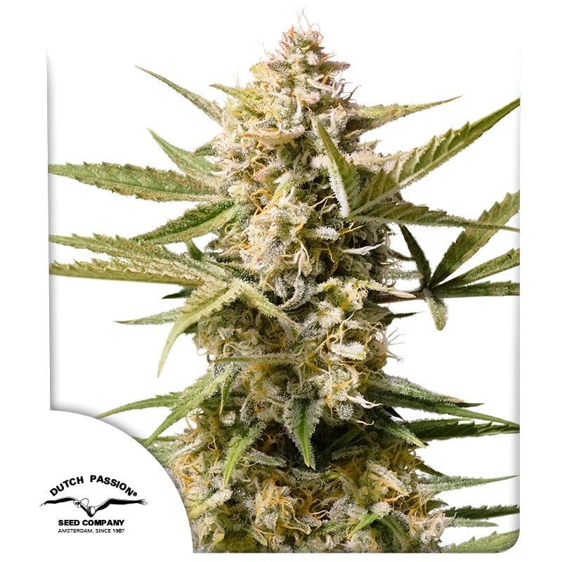 Auto Cinderella Jack von Dutch Passion