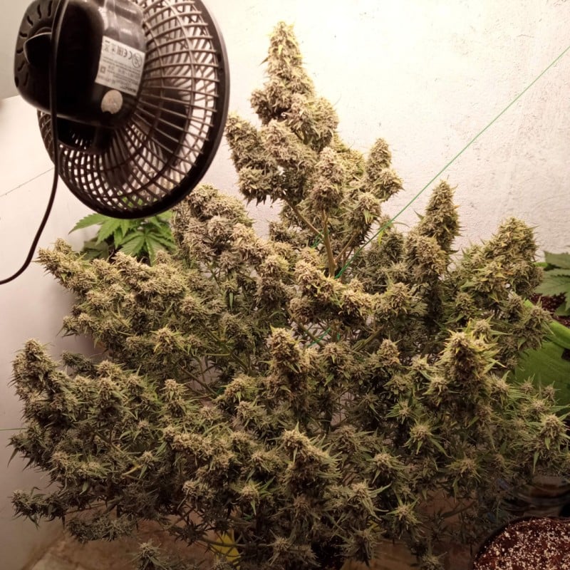 Auto Cinderella Jack von Dutch Passion