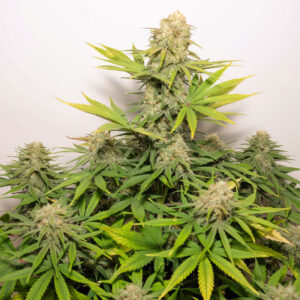 Auto Colorado Cookies von Dutch Passion