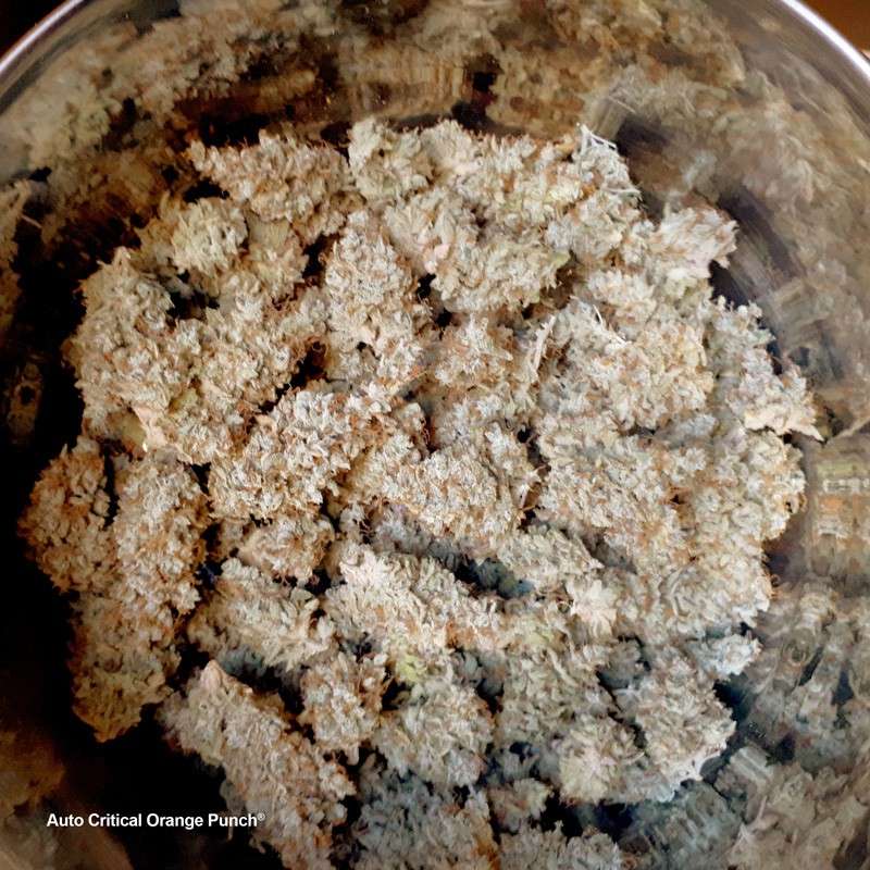 Auto Critical Orange Punch von Dutch Passion