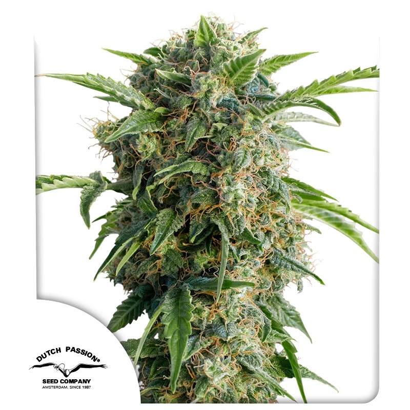 Auto Daiquiri Lime von Dutch Passion