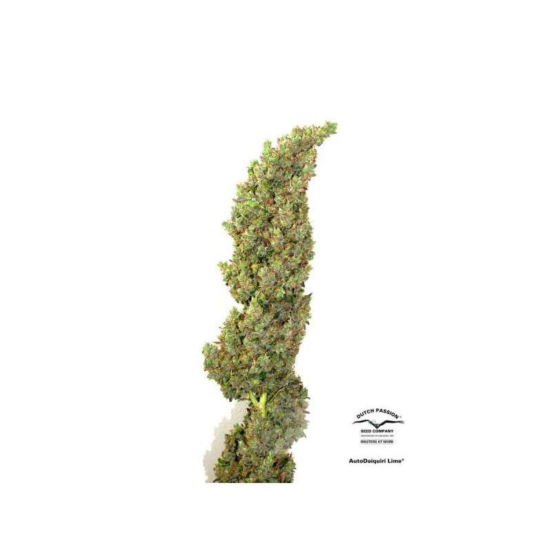 Auto Daiquiri Lime von Dutch Passion