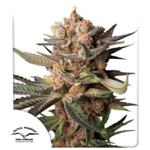 Auto Frozen Biscotti von Dutch Passion