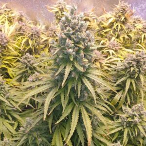 Auto Lemon Kix von Dutch Passion