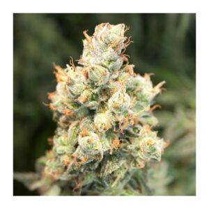 Auto Orange Bud von Dutch Passion